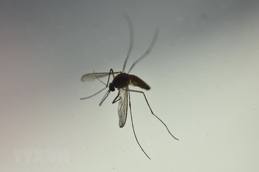 information about Aedes mosquitoes 2