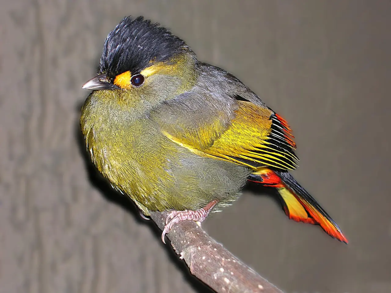 Bugun Liocichla 2