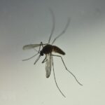 Information about Aedes mosquitoes 2