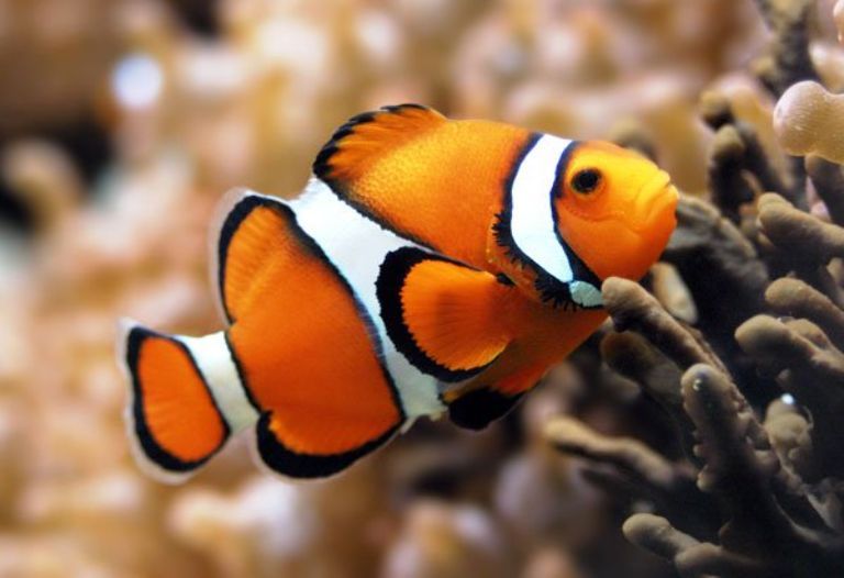 Top 10 Cutest Ornamental Fish in the World 2