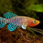 Top 10 Cutest Ornamental Fish in the World 4