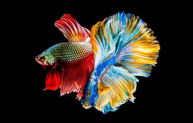 Top 10 Cutest Ornamental Fish in the World 8