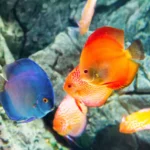 10 most beautiful discus fish 11