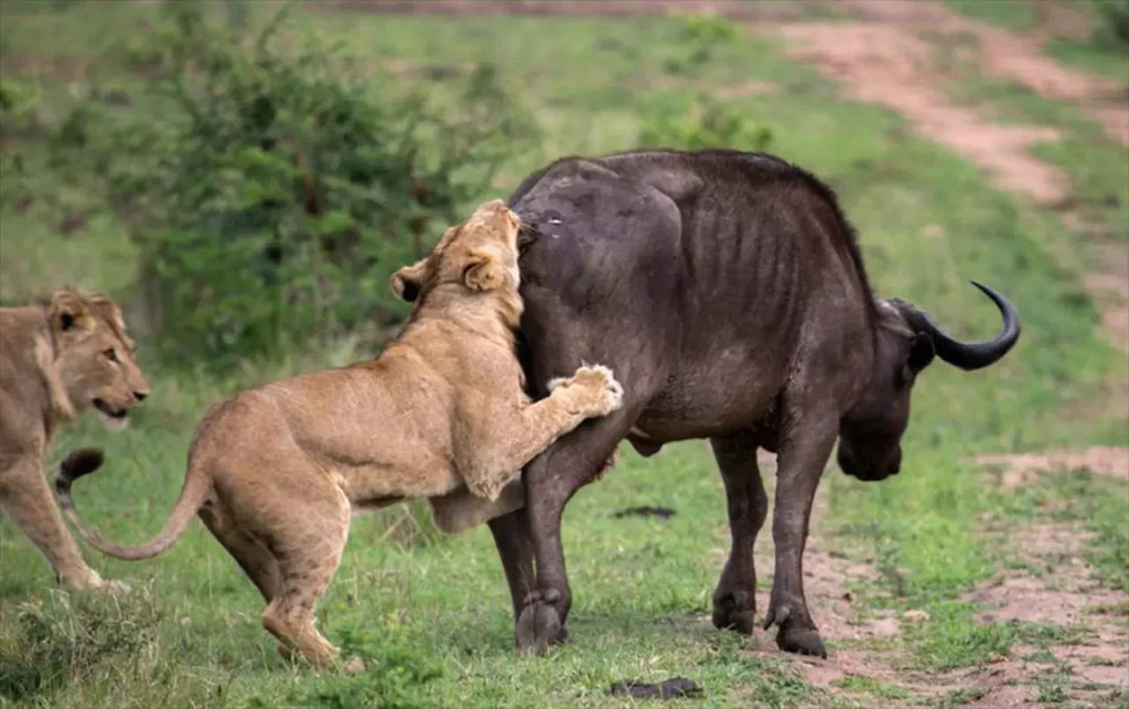 A Heroic Wild Buffalo Attacks A Lion To Save A Baby Elephant 10
