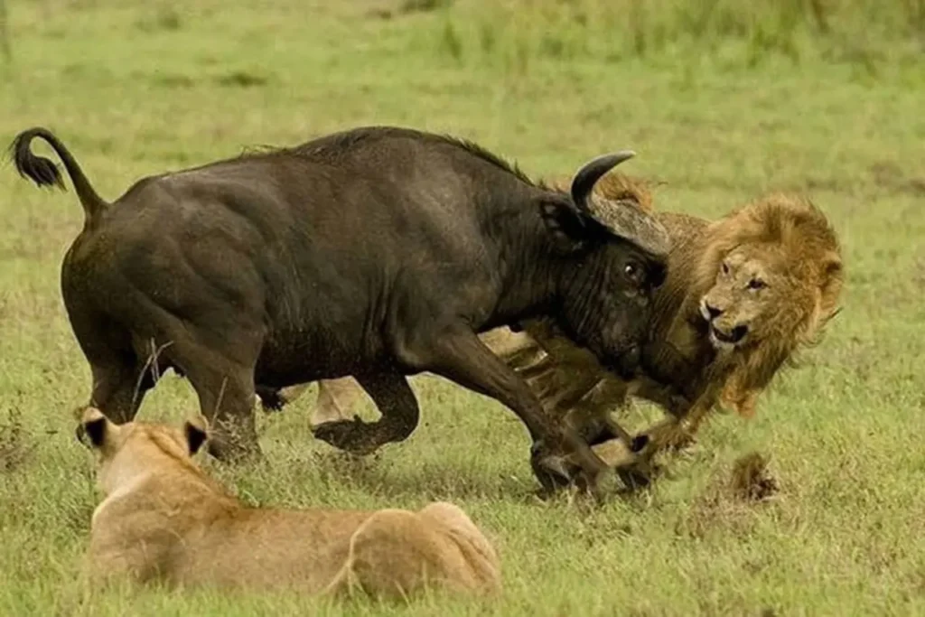 A Heroic Wild Buffalo Attacks A Lion To Save A Baby Elephant 11