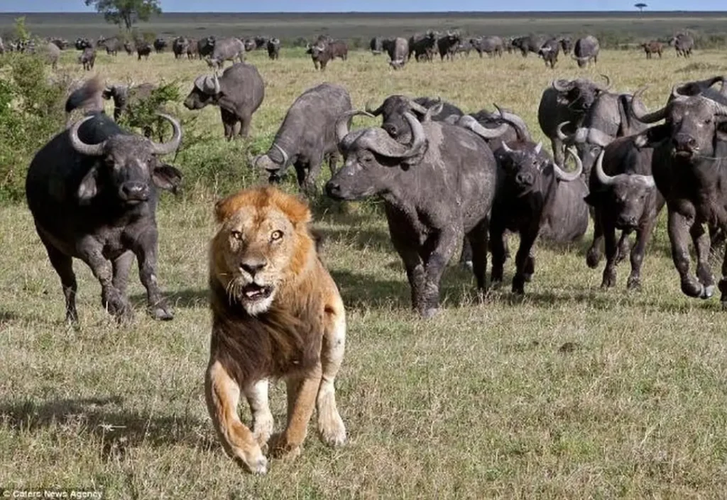 A Heroic Wild Buffalo Attacks A Lion To Save A Baby Elephant 12