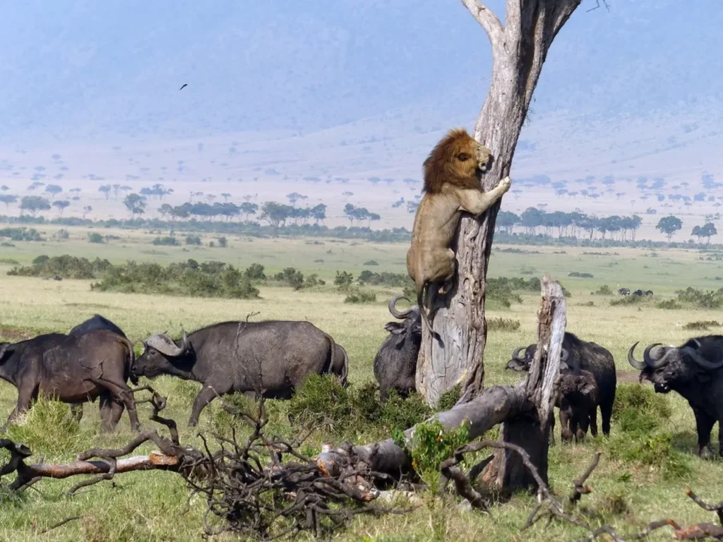 A Heroic Wild Buffalo Attacks A Lion To Save A Baby Elephant 13