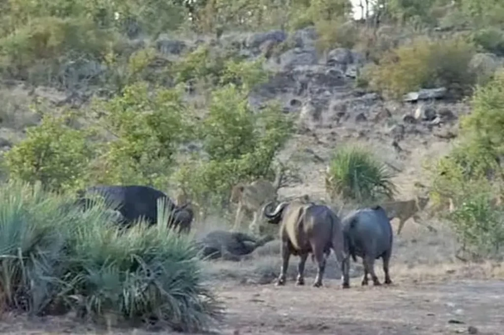 A Heroic Wild Buffalo Attacks A Lion To Save A Baby Elephant 6