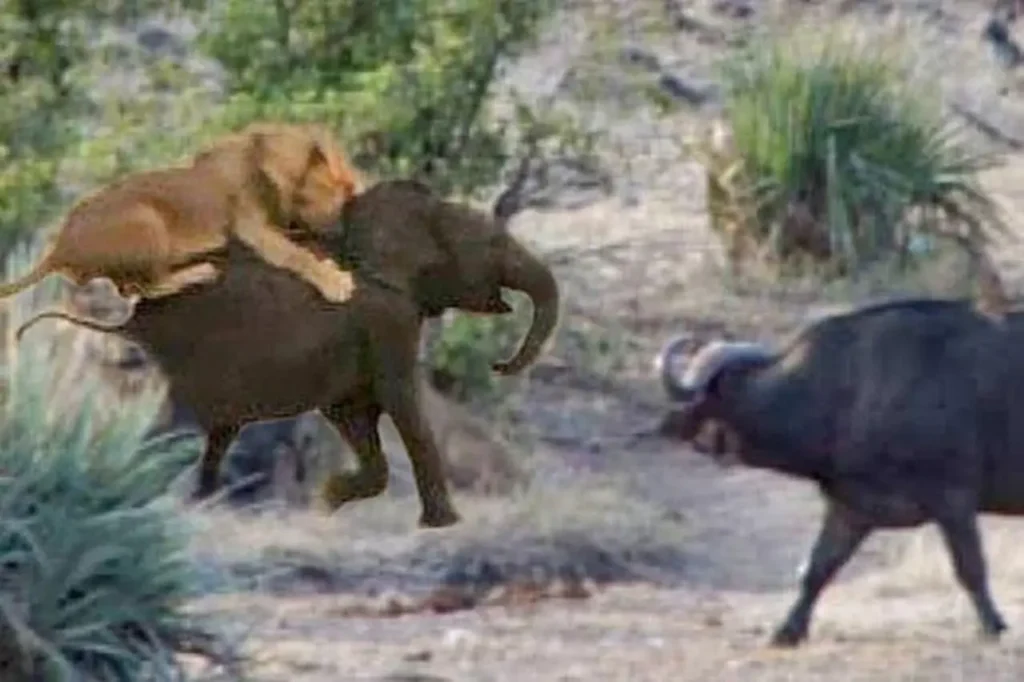 A Heroic Wild Buffalo Attacks A Lion To Save A Baby Elephant 7