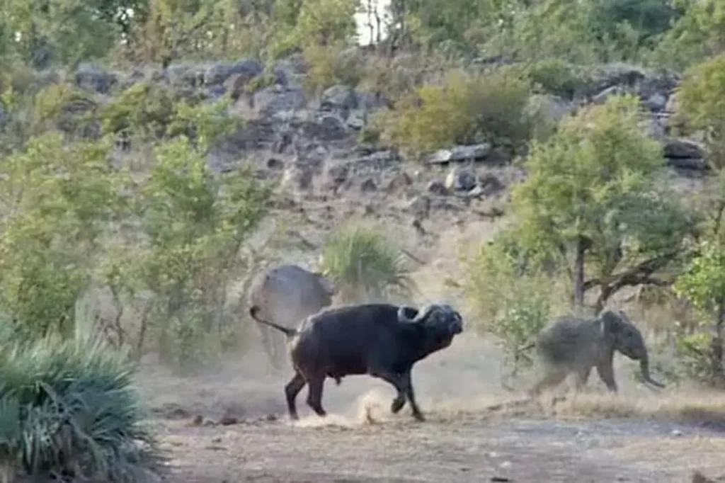 A Heroic Wild Buffalo Attacks A Lion To Save A Baby Elephant 9