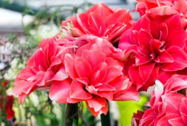 Amaryllis Double Dream 4