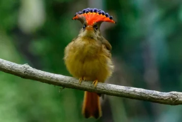 Amazonian Royal Flycatcher 11