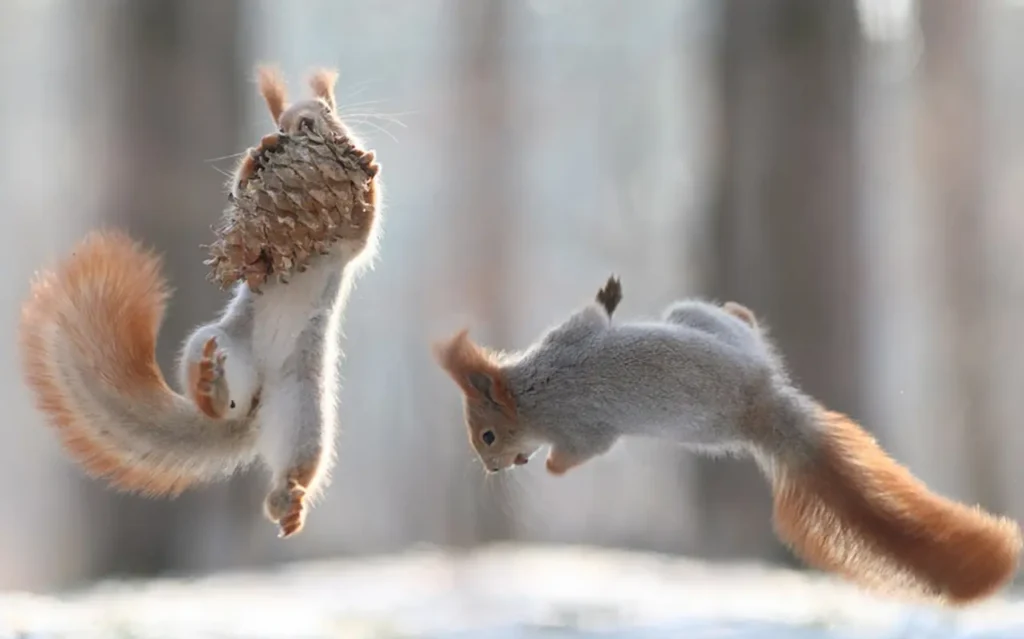 Animal Photo Of The Week - Fierce Battle Between Squirrels 1