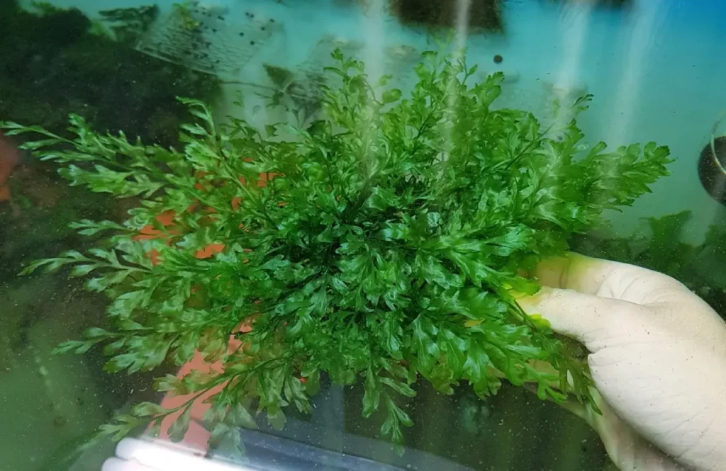 Aquatic-fern-plant-1