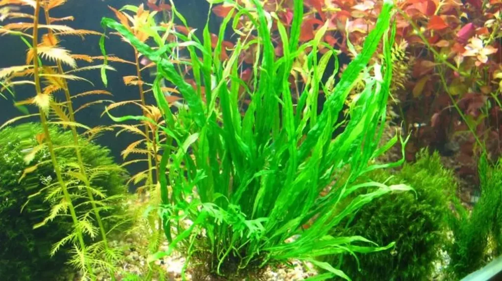 Aquatic-fern-plant-2