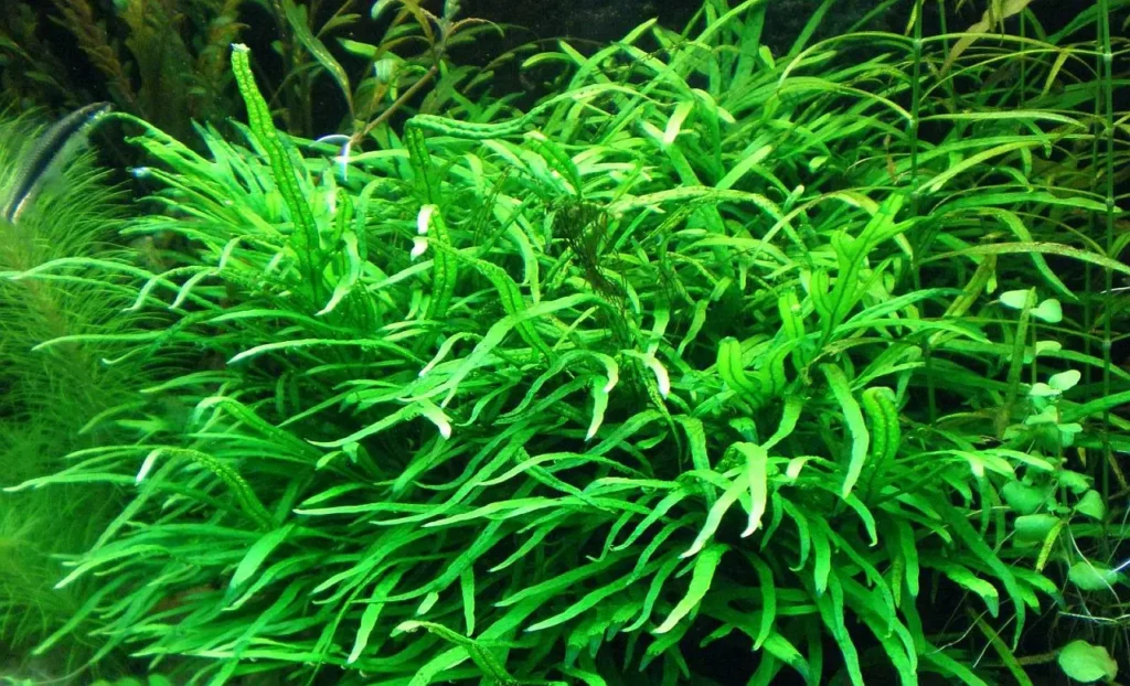Aquatic-fern-plant-5