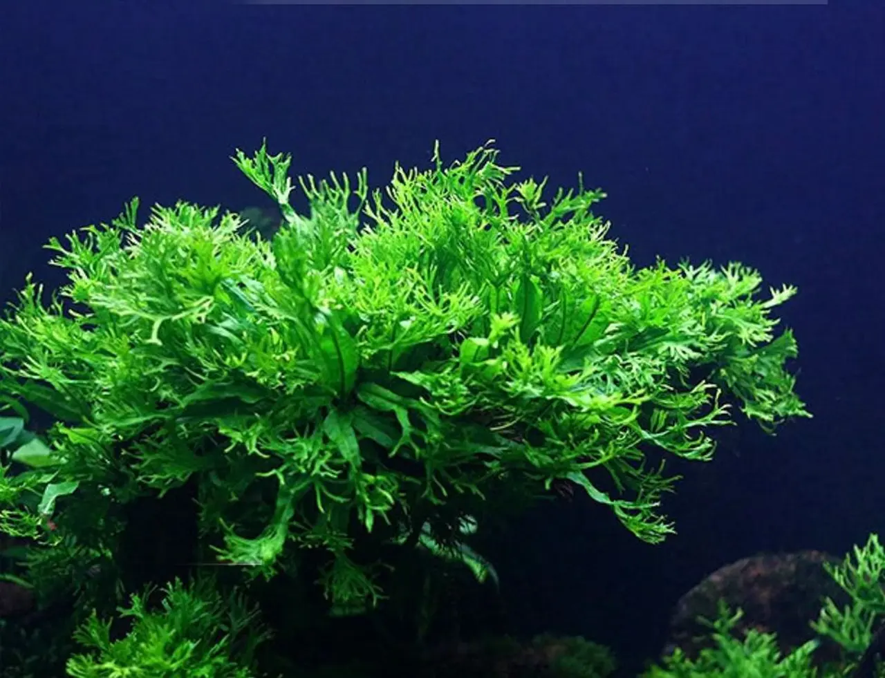 Aquatic-fern-plant-6