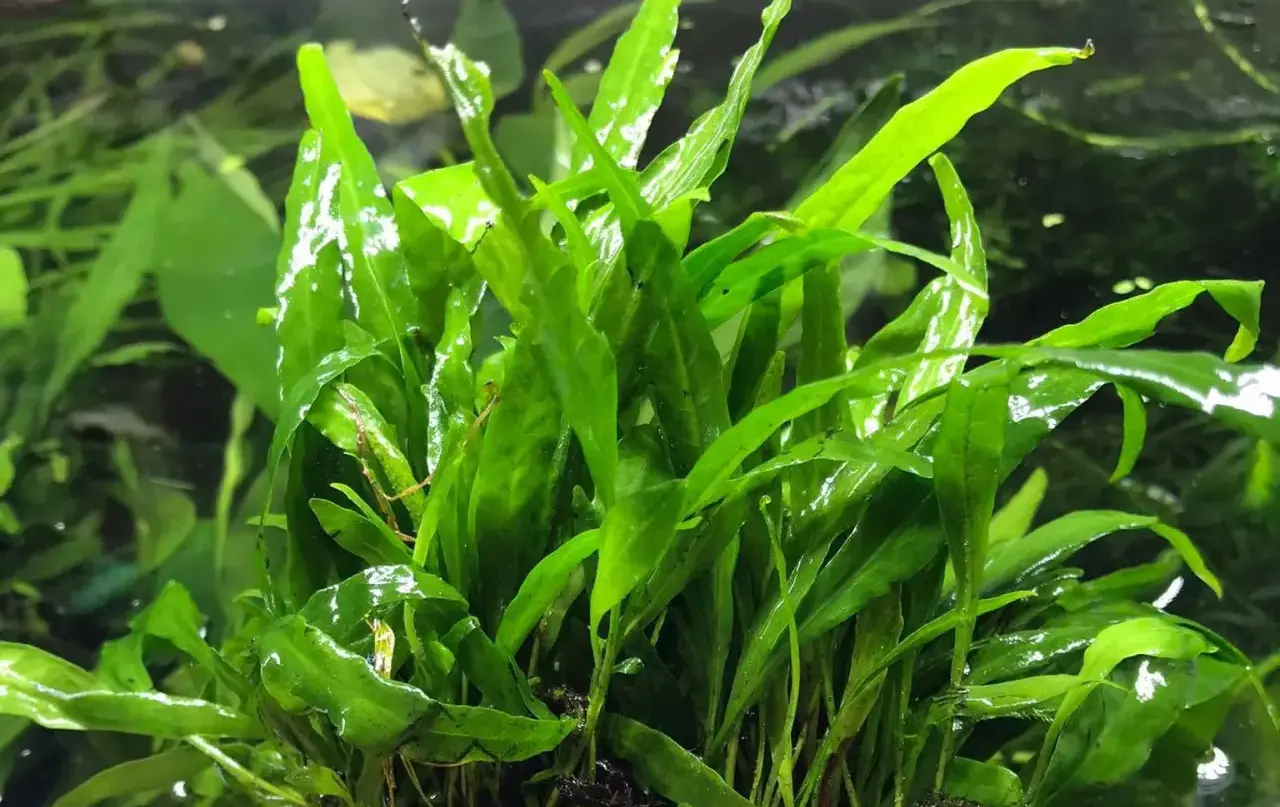 Aquatic-fern-plant-7