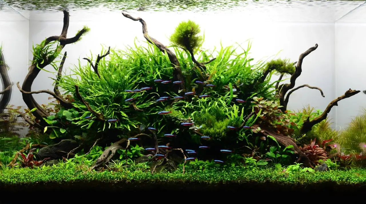 Aquatic-fern-plant-8