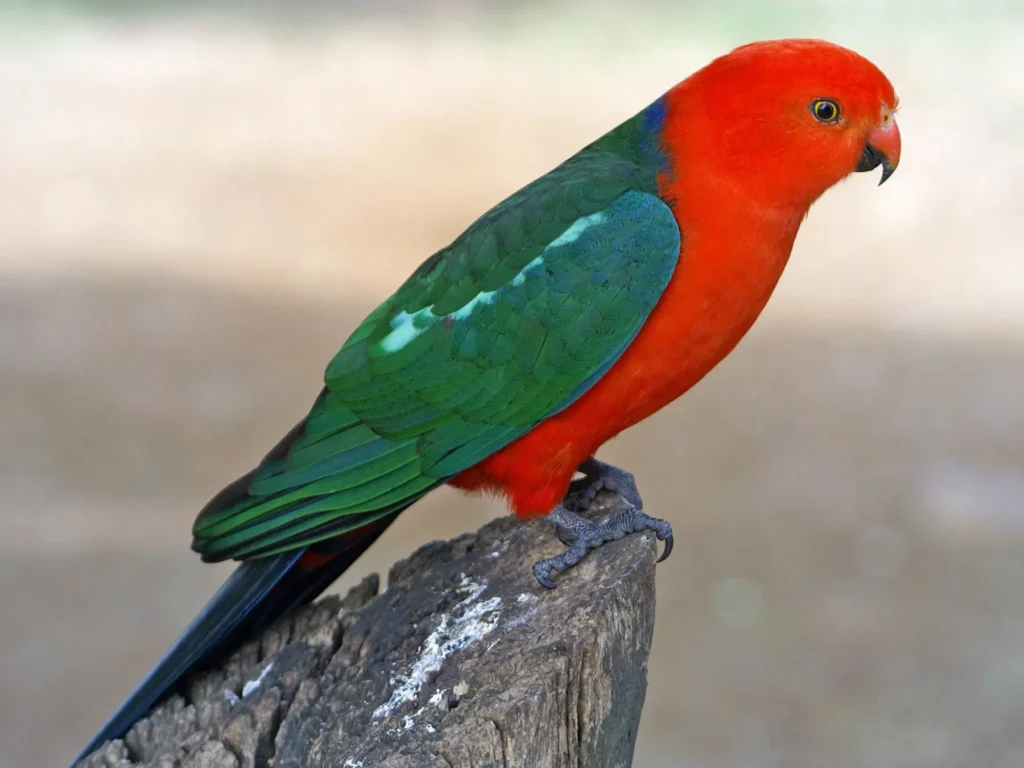 Australian King Parrot 1