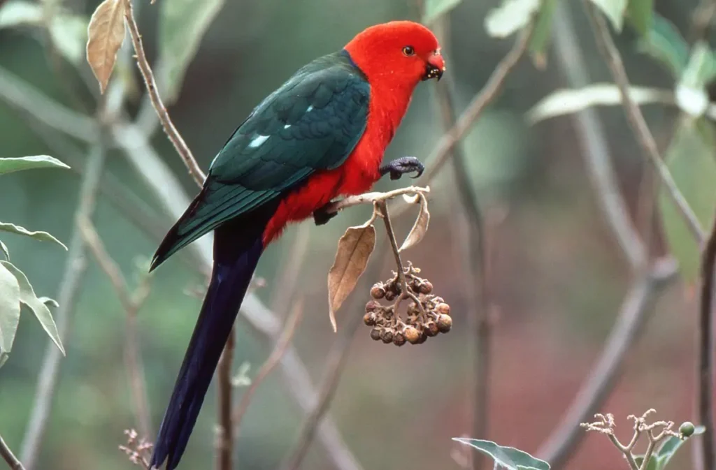 Australian King Parrot 11