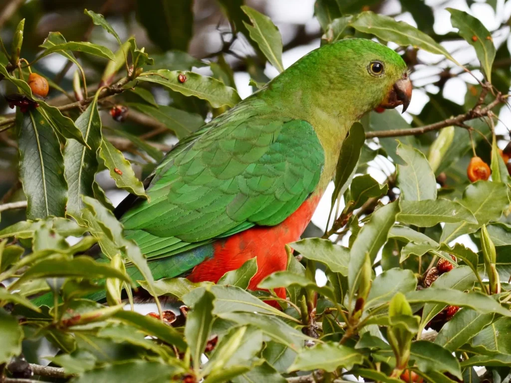 Australian King Parrot 12