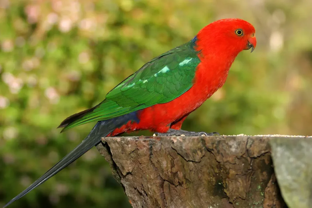 Australian King Parrot 15