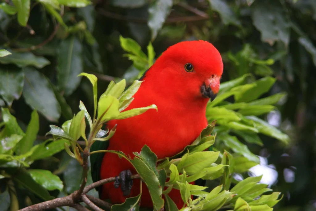 Australian King Parrot 17