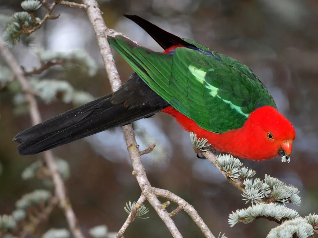 Australian King Parrot 2