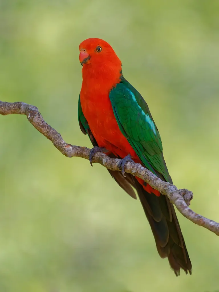 Australian King Parrot 22