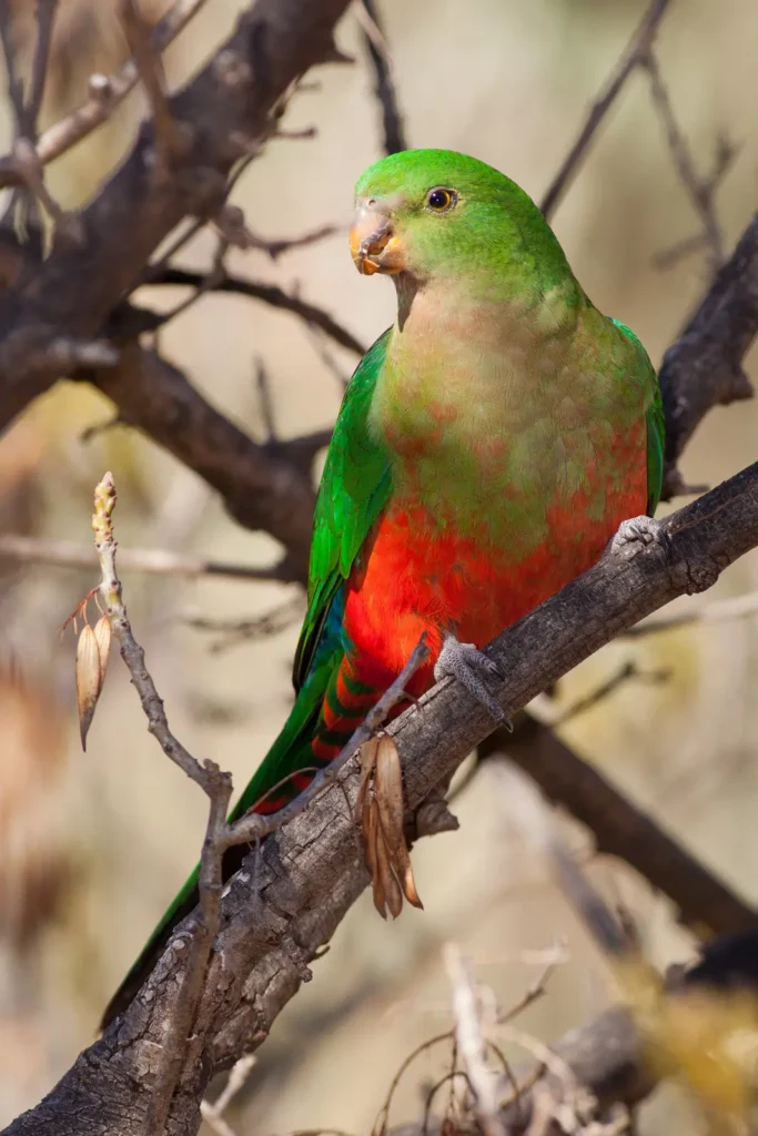 Australian King Parrot 25