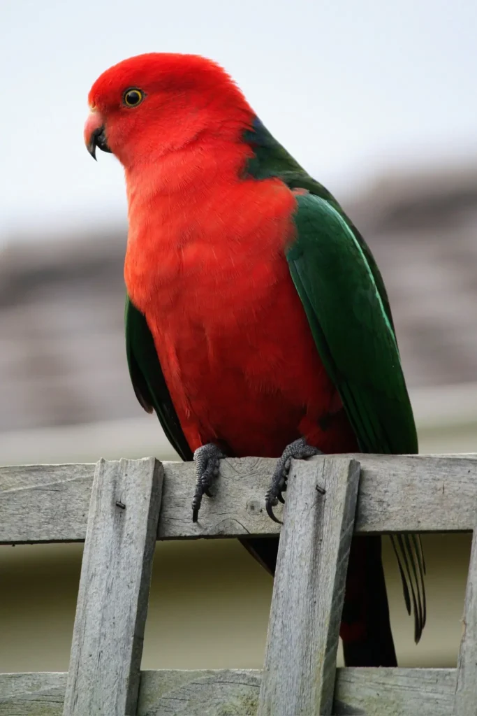 Australian King Parrot 28.jpg_large