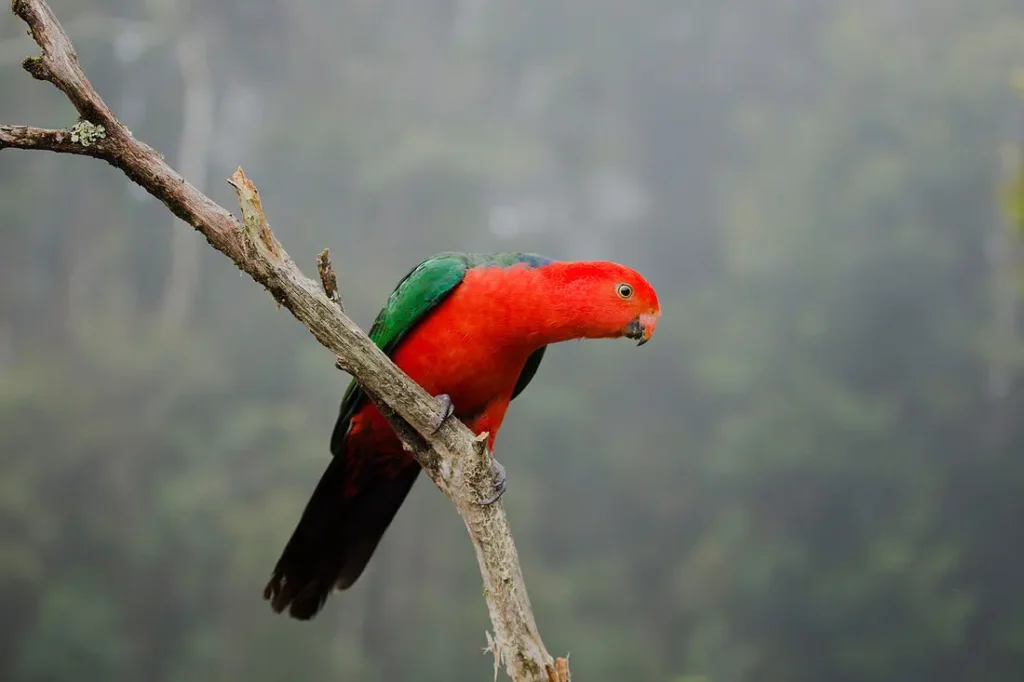 Australian King Parrot 3