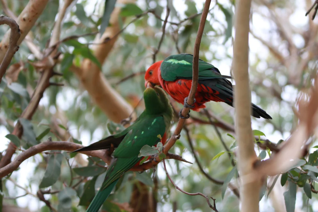 Australian King Parrot 8