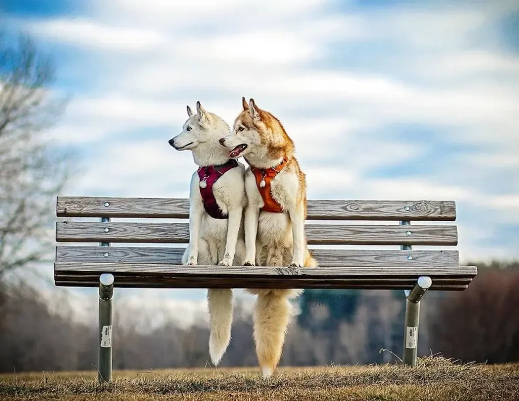 Beautiful Husky Dogs Help Their Owner Overcome Depression 1