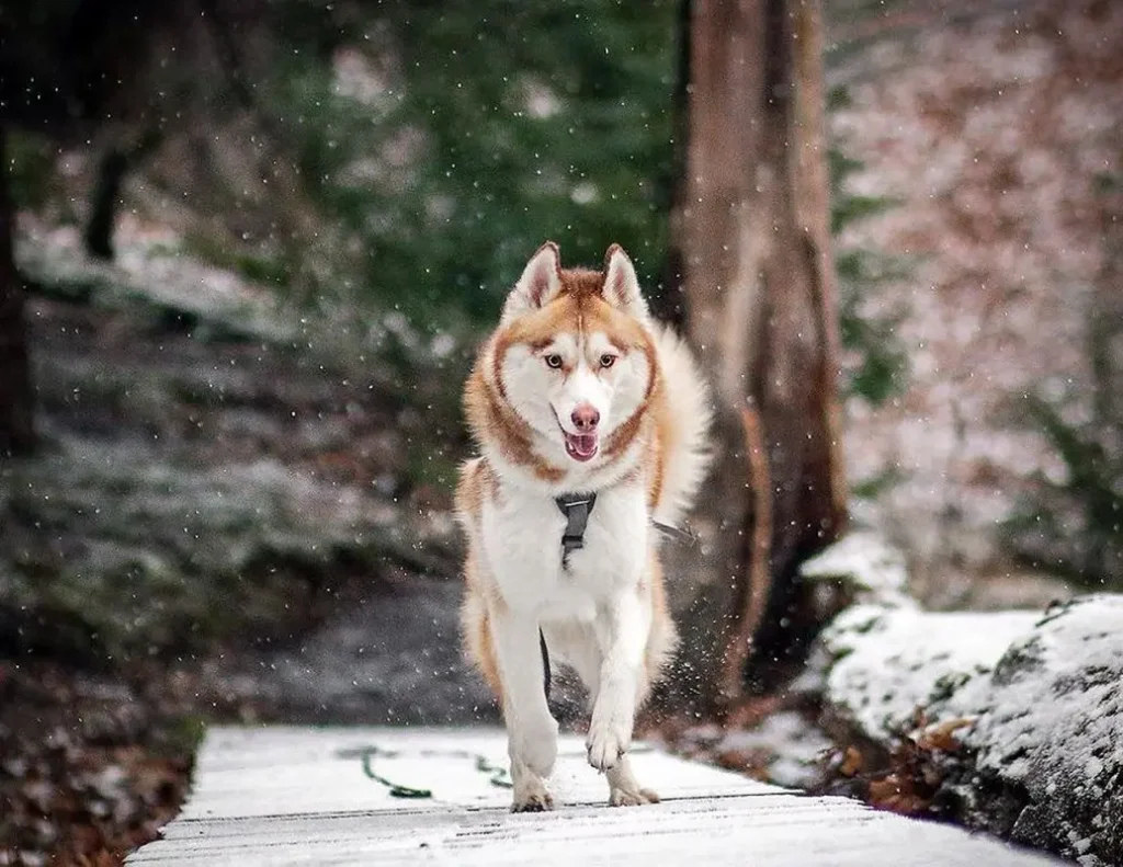 Beautiful Husky Dogs Help Their Owner Overcome Depression 10