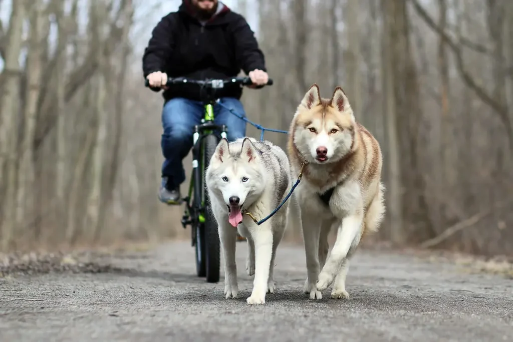 Beautiful Husky Dogs Help Their Owner Overcome Depression 12