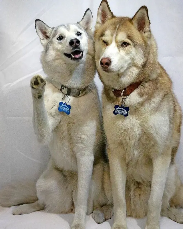 Beautiful Husky Dogs Help Their Owner Overcome Depression 2