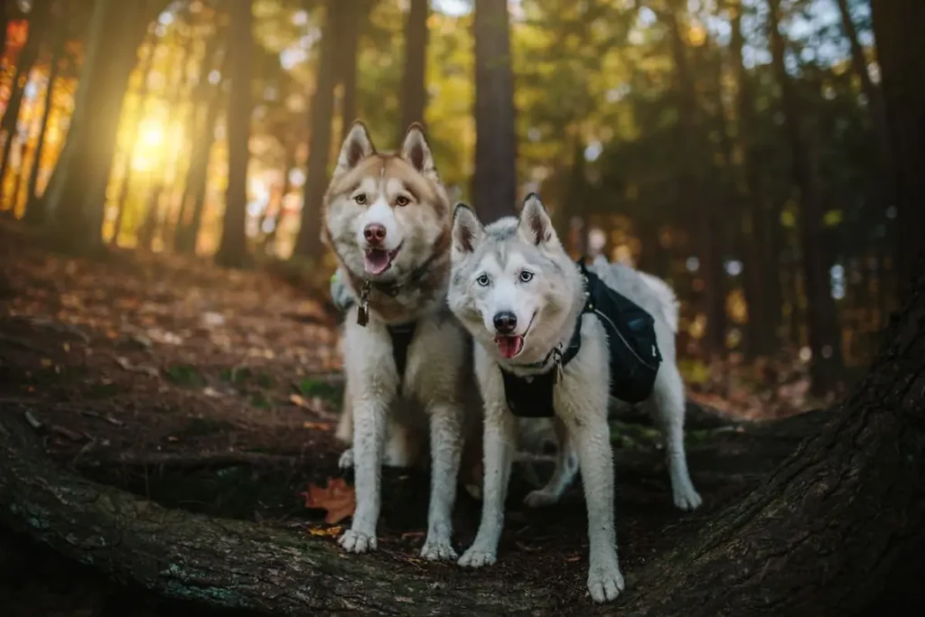 Beautiful Husky Dogs Help Their Owner Overcome Depression 3