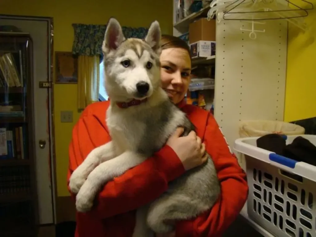 Beautiful Husky Dogs Help Their Owner Overcome Depression 4