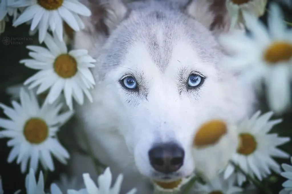 Beautiful Husky Dogs Help Their Owner Overcome Depression 6