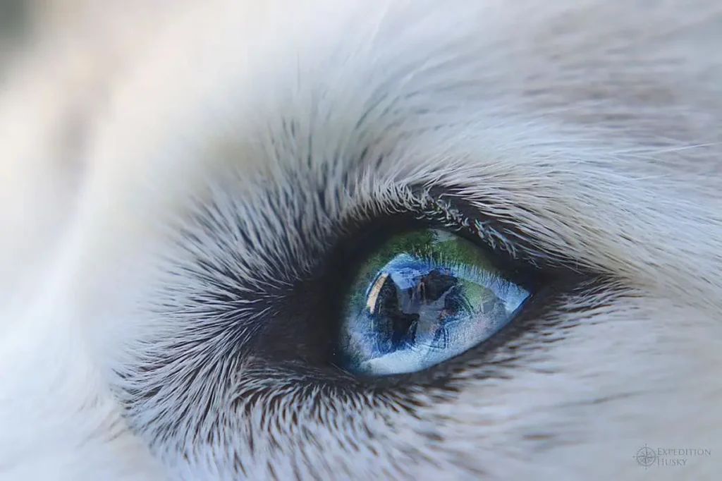 Beautiful Husky Dogs Help Their Owner Overcome Depression 7