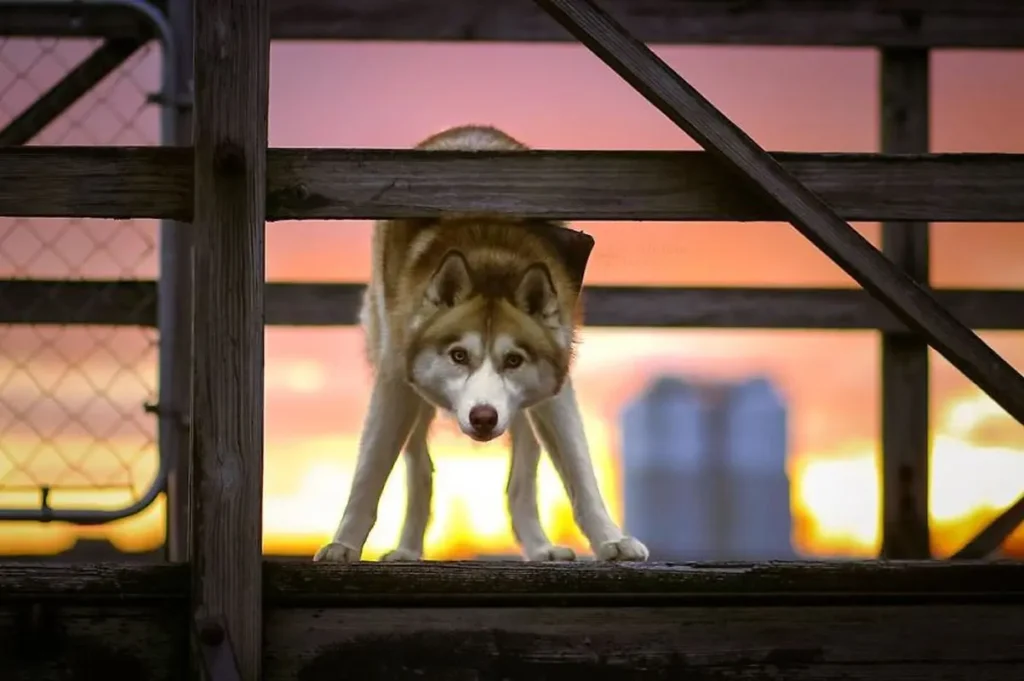 Beautiful Husky Dogs Help Their Owner Overcome Depression 9