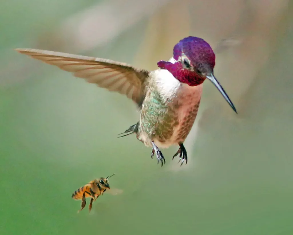 Bee Hummingbird 18
