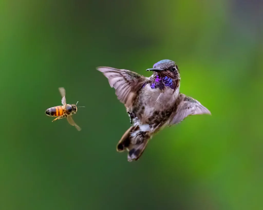 Bee Hummingbird 19