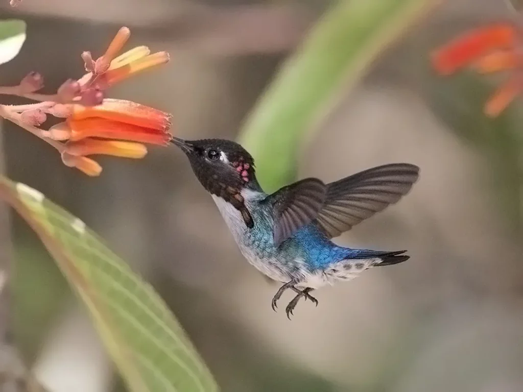 Bee Hummingbird 20