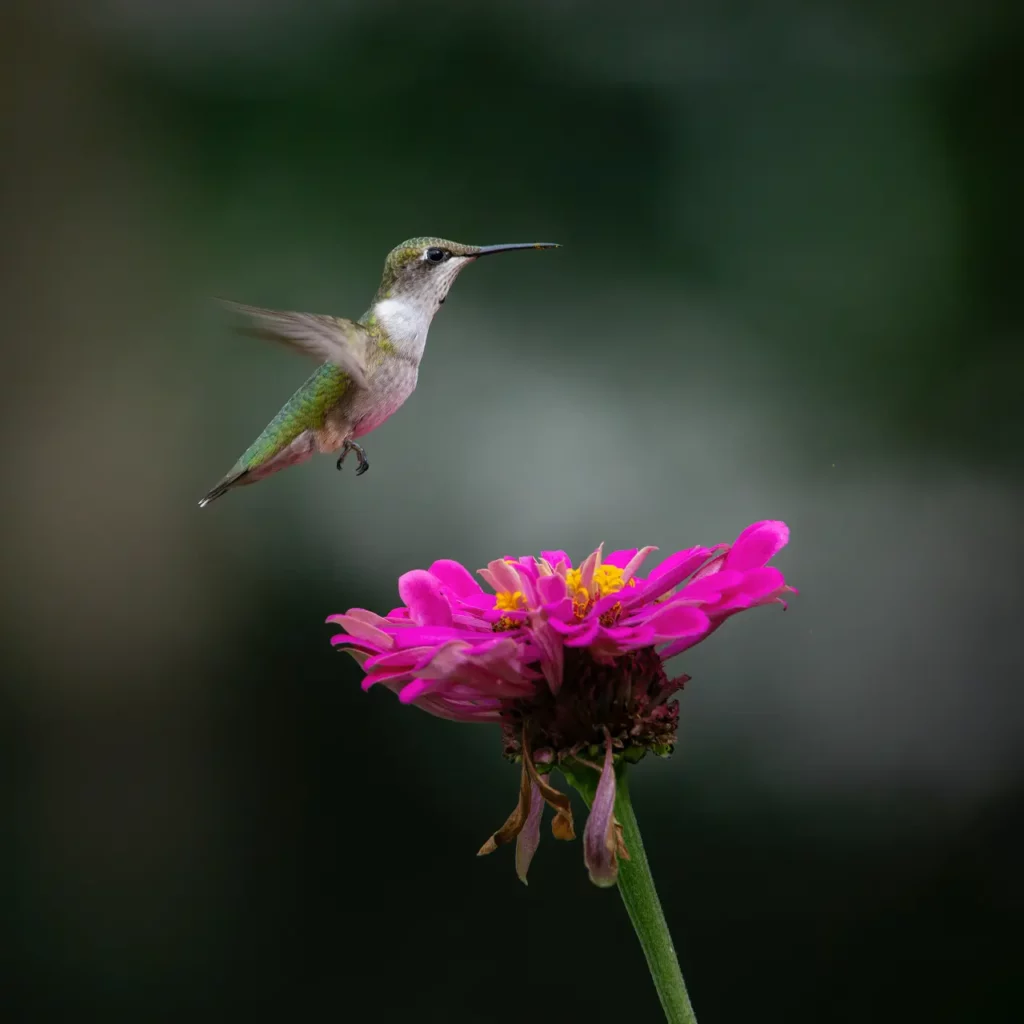 Bee Hummingbird 21