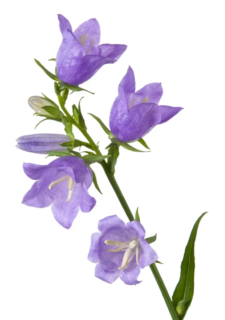 Bell Flowers (1)