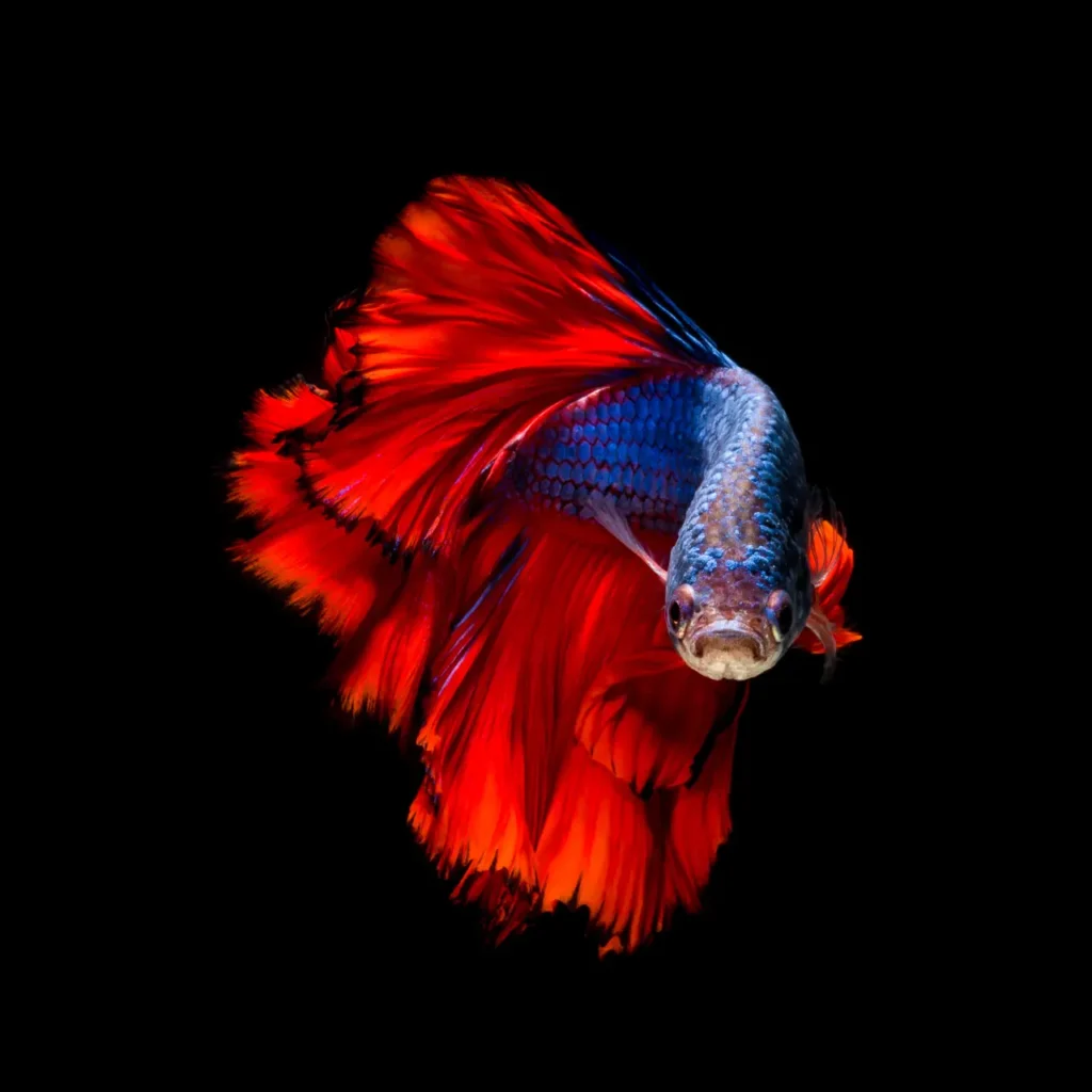 Betta Fish Blue-red (10)