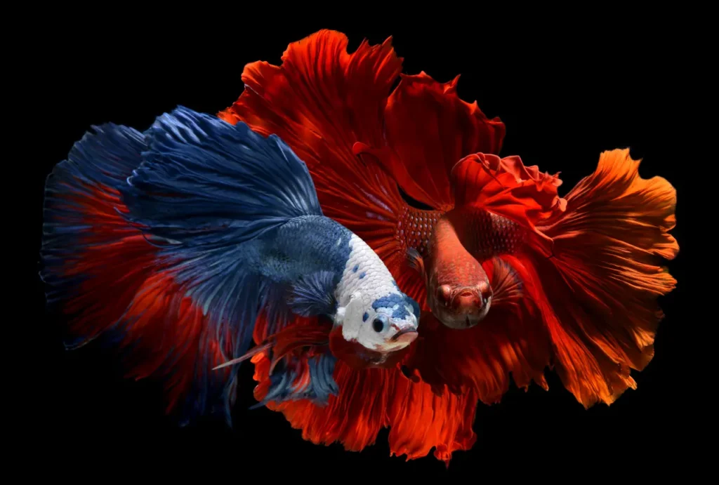 Betta Fish Blue-red (11)